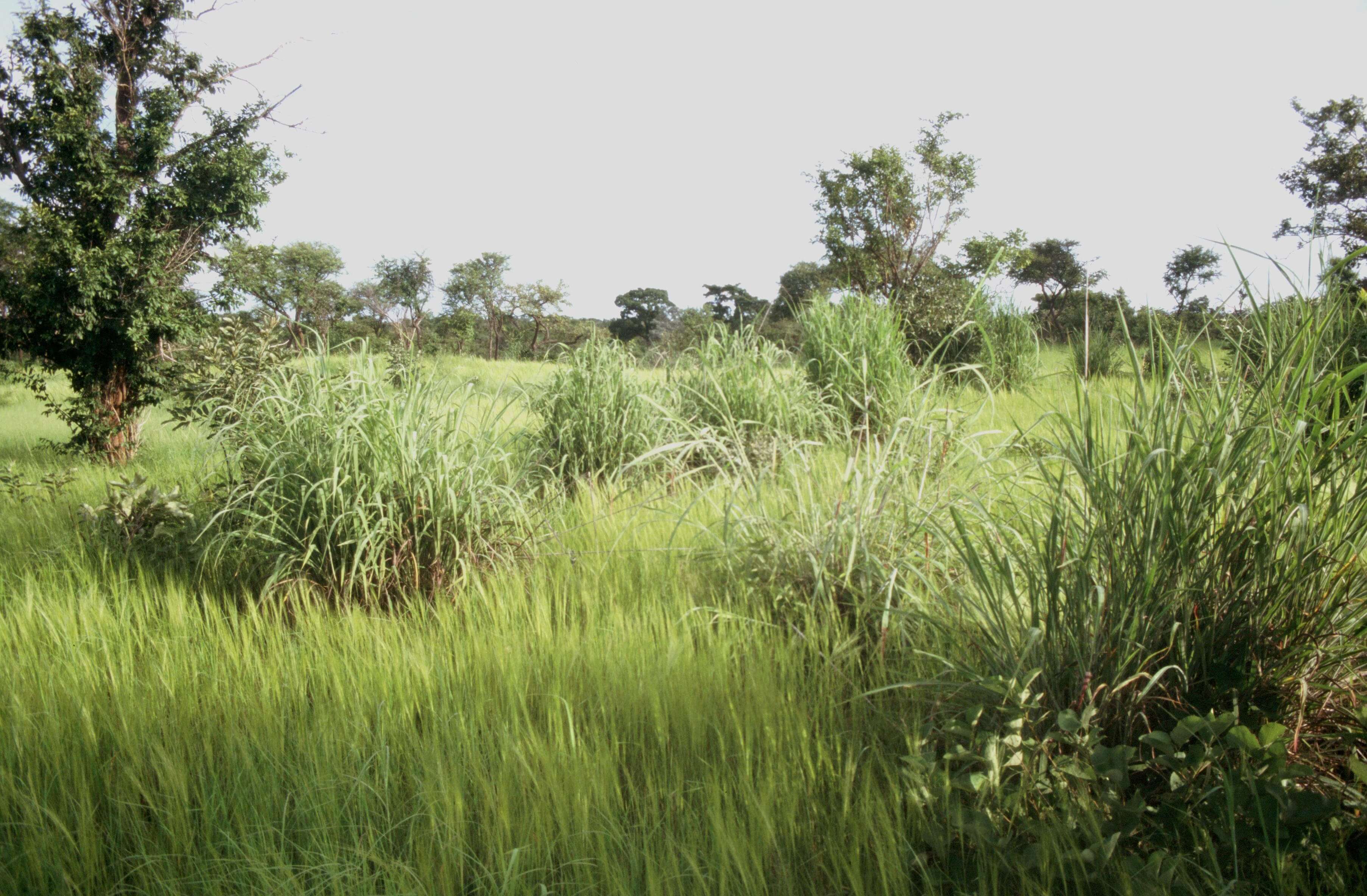 ONEDD -  Savane avec touffes d'Andropogon